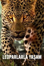 Living with Leopards – Leoparlarla Yaşam