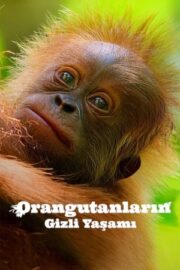 Secret Lives of Orangutans – Orangutanların Gizli Yaşamı